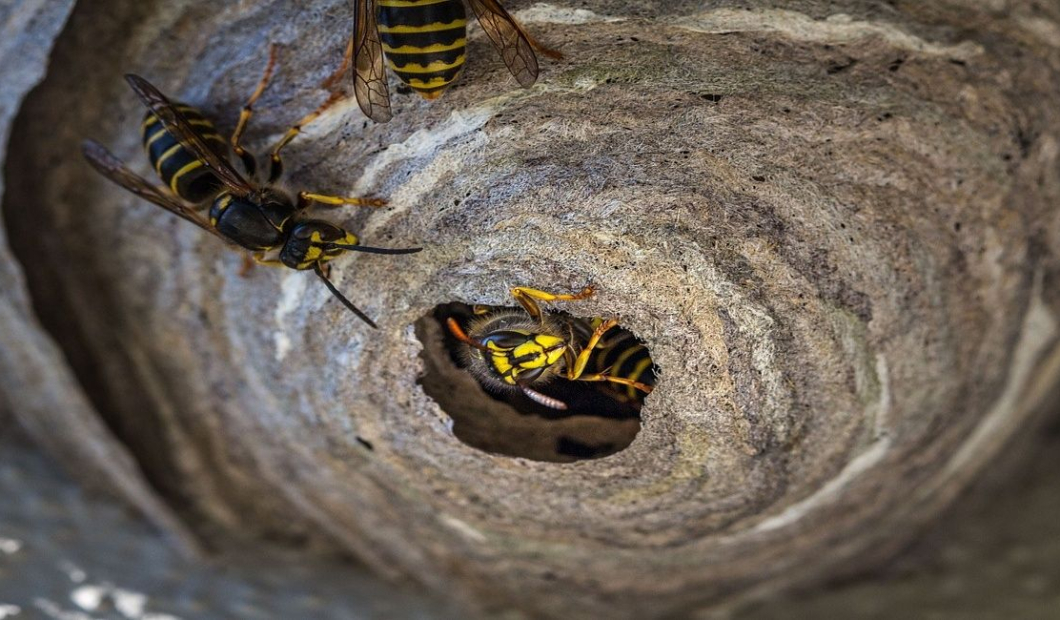 Osie hniezdo na bytovom dome treba zlikvidovať